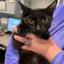 adopt-pet