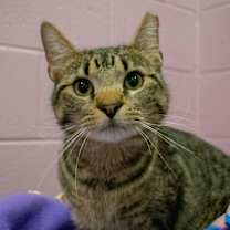 adopt-pet