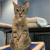 adopt-pet