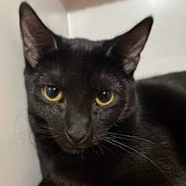 adopt-pet