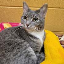 adopt-pet