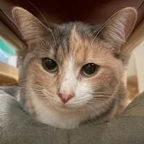 adopt-pet
