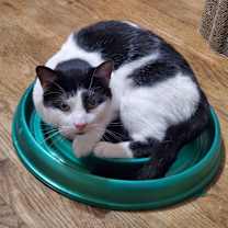 adopt-pet