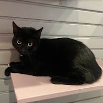 adopt-pet