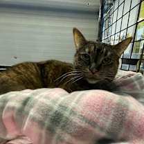 adopt-pet