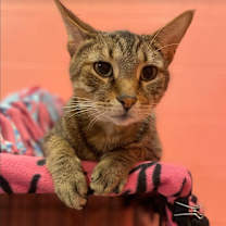 adopt-pet