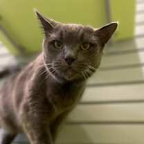 adopt-pet