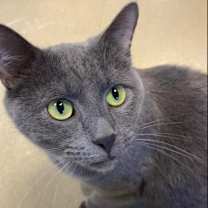 adopt-pet