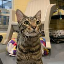 adopt-pet