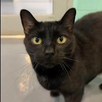adopt-pet
