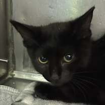 adopt-pet