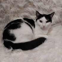 adopt-pet