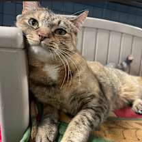 adopt-pet
