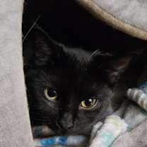 adopt-pet