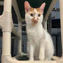 adopt-pet