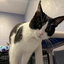 adopt-pet
