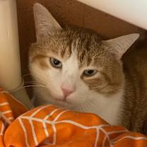 adopt-pet