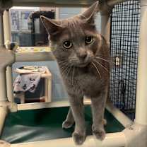 adopt-pet