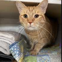 adopt-pet