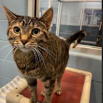 adopt-pet