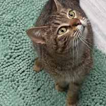 adopt-pet