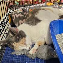 adopt-pet