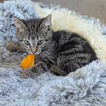 adopt-pet