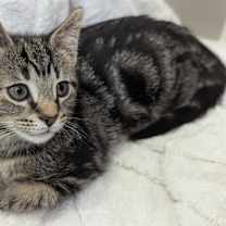 adopt-pet