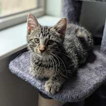 adopt-pet