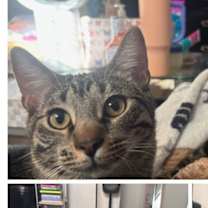 adopt-pet