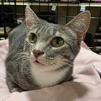 adopt-pet