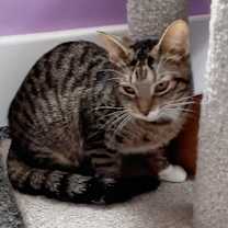 adopt-pet