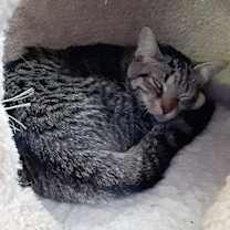 adopt-pet
