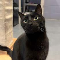 adopt-pet