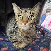 adopt-pet
