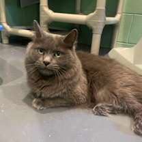 adopt-pet