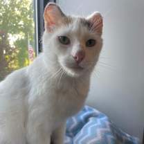 adopt-pet
