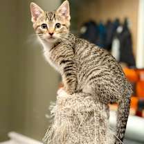 adopt-pet