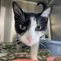adopt-pet