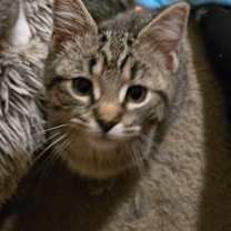 adopt-pet