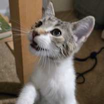 adopt-pet