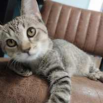 adopt-pet