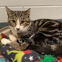 adopt-pet