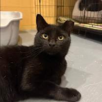 adopt-pet
