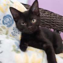 adopt-pet