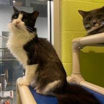 adopt-pet