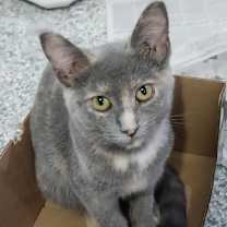 adopt-pet
