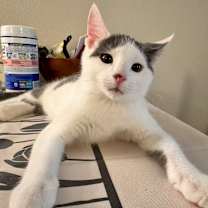 adopt-pet