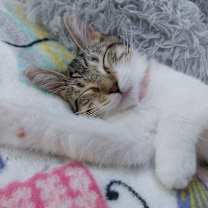 adopt-pet