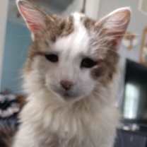 adopt-pet